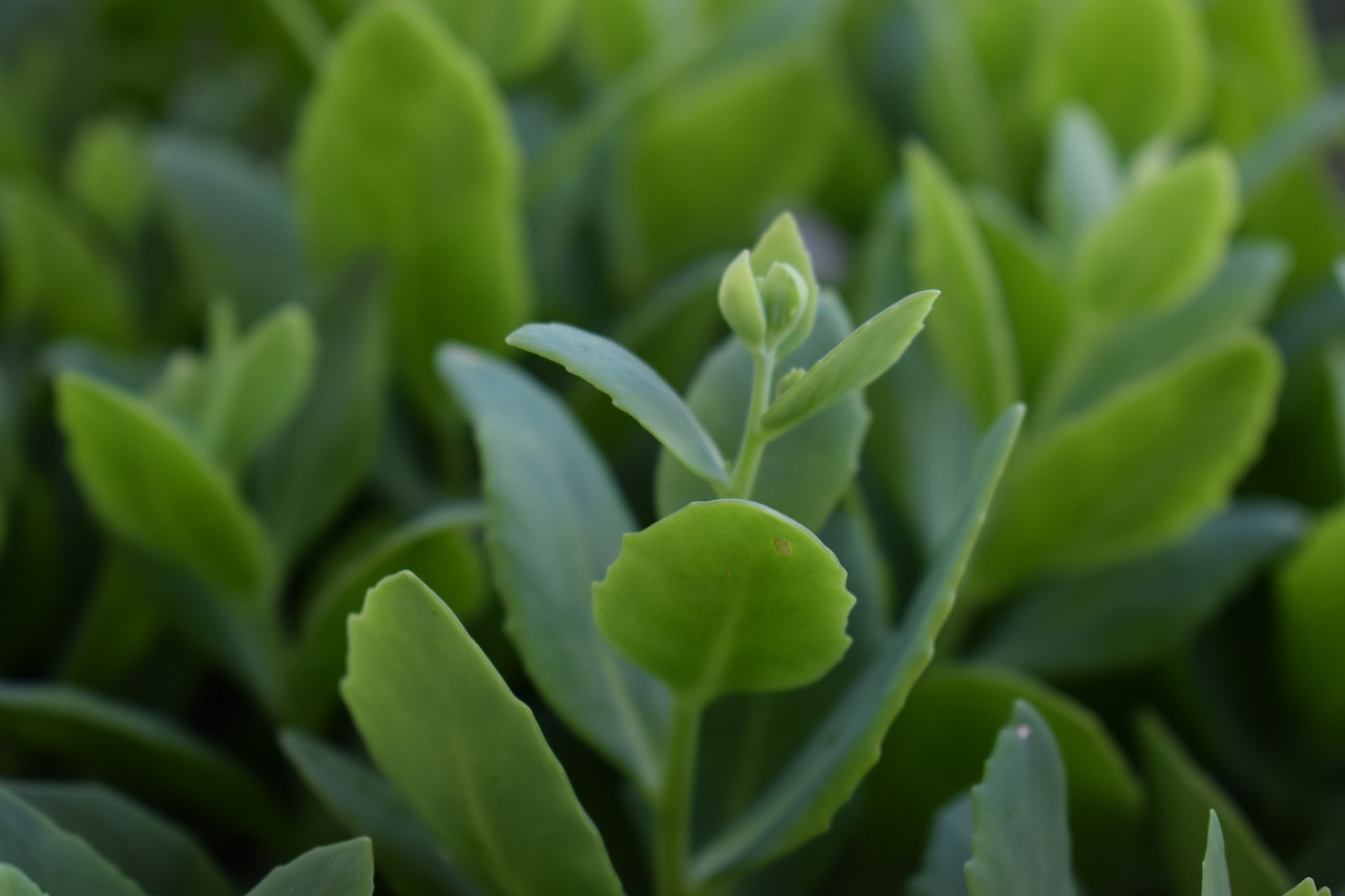 succulents green leaf fresh drive free photo