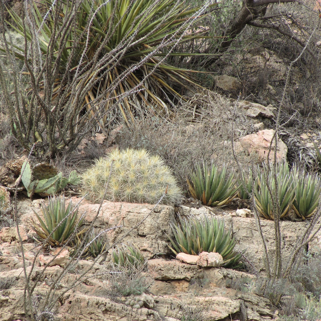 succulents  desert  plants free photo