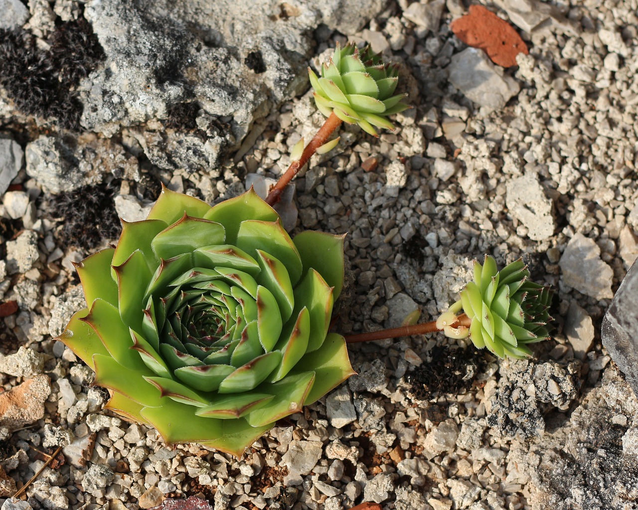 succulents  hens and chicks  nature free photo