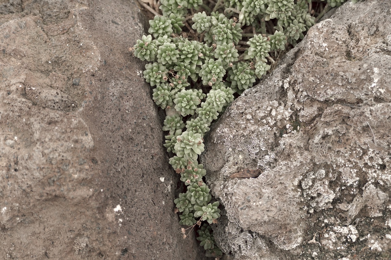Download free photo of Succulents, stone garden, plant, nature, green ...