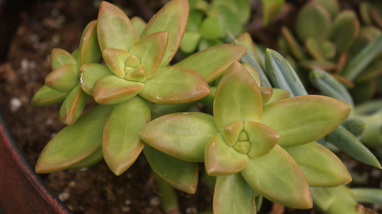 succulents  plants  g free photo