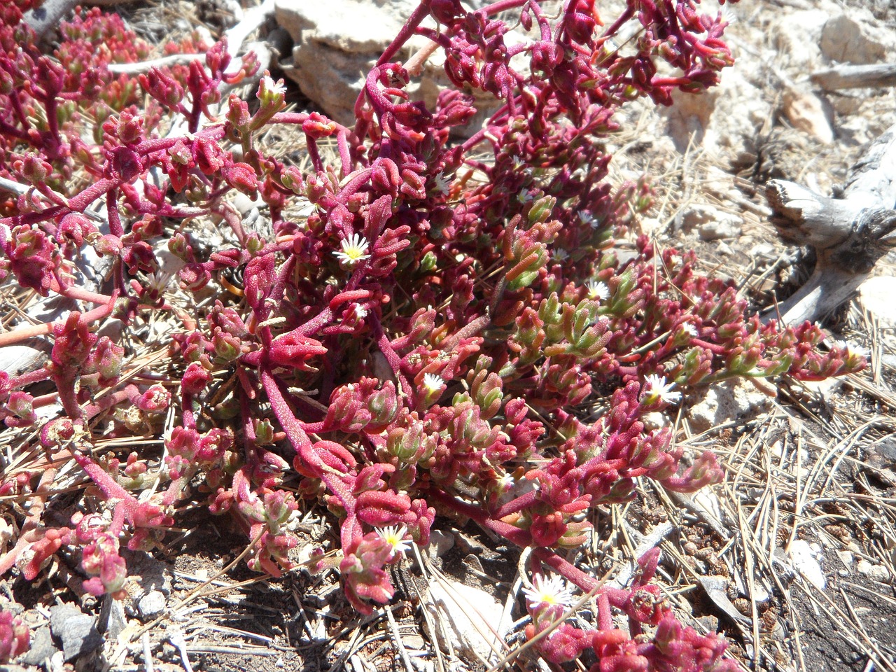 succulents frugal ground cover free photo