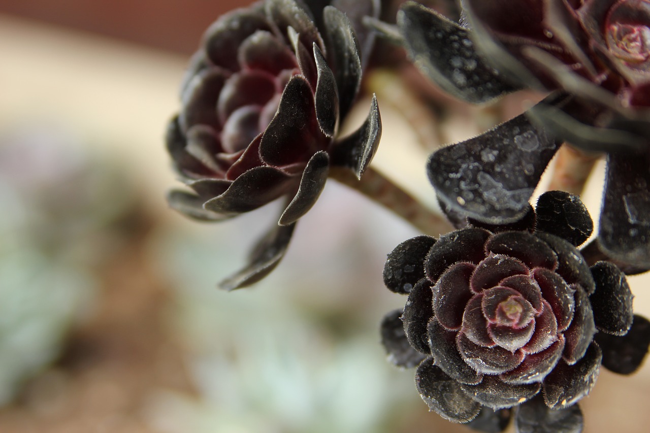 succulents flower plant free photo