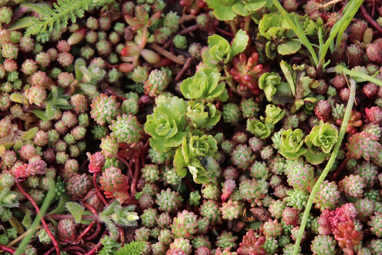 succulents and groundcover  cacti  garden free photo