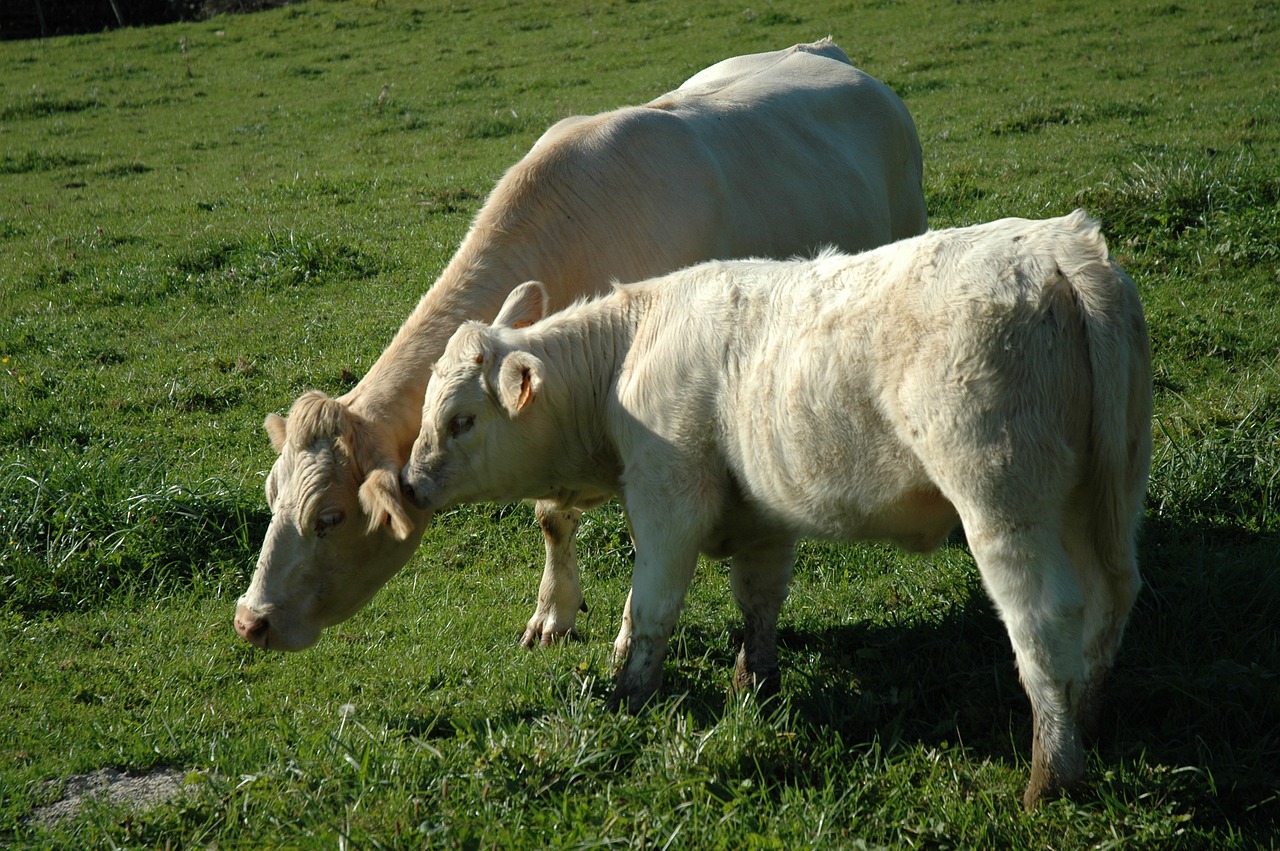 suckler calf agriculture free photo