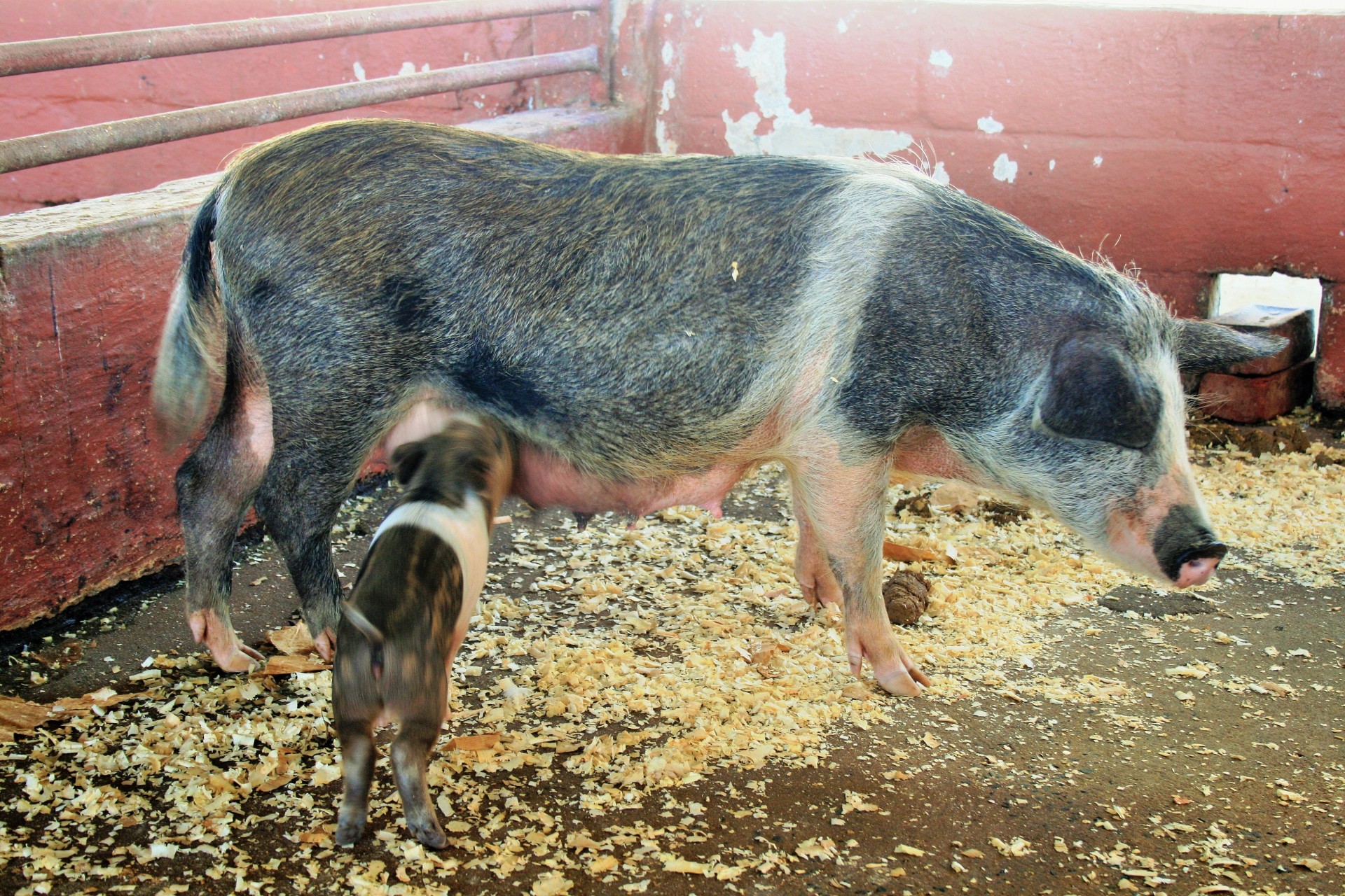 animal farm pig free photo