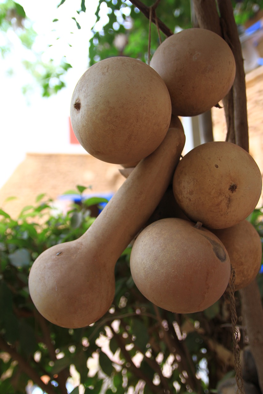 sudan fruit dry free photo