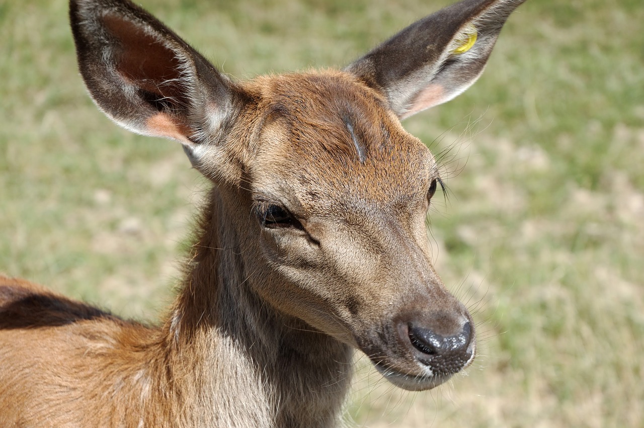 suede animal zoo free photo