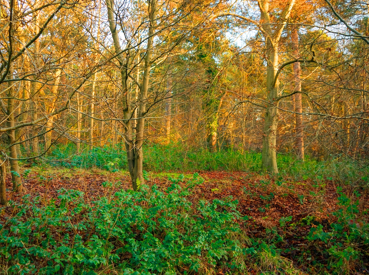 suffolk west stow free photo