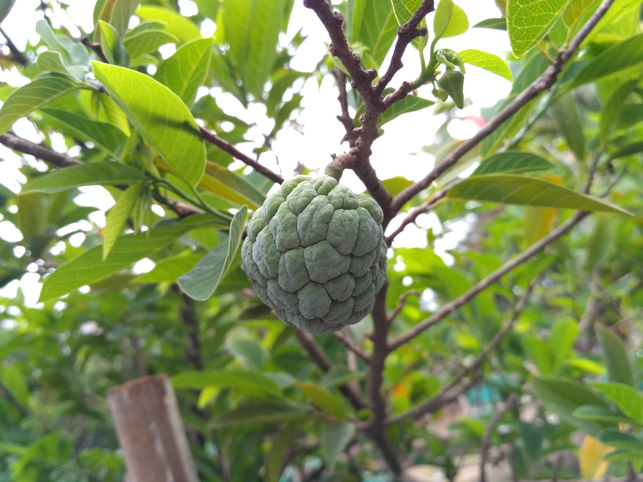 sugar apple nature fruit free photo