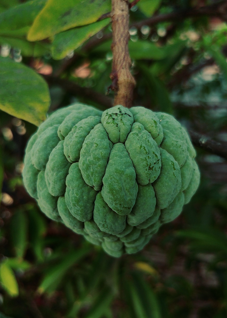 sugar apple fruit food free photo