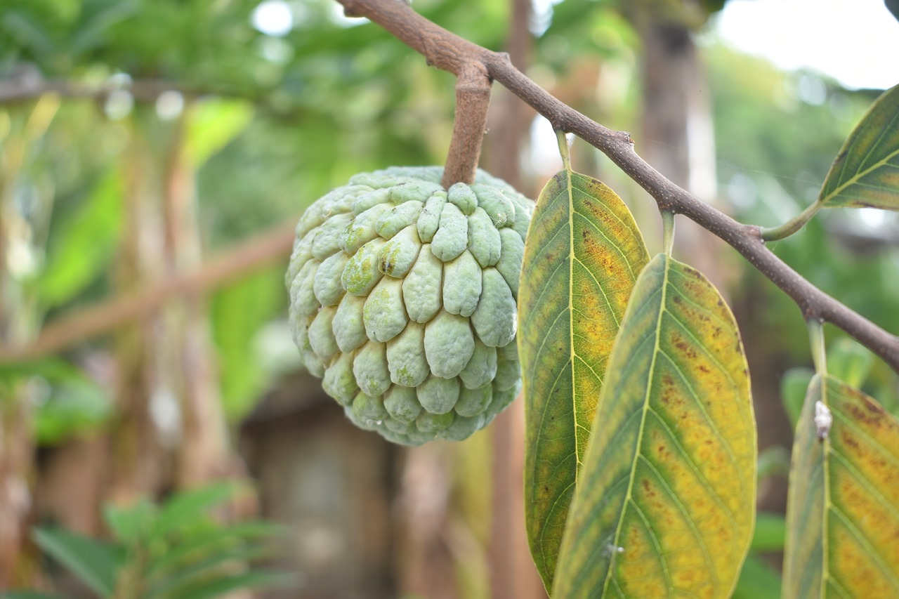 sugar apple fruit raw free photo