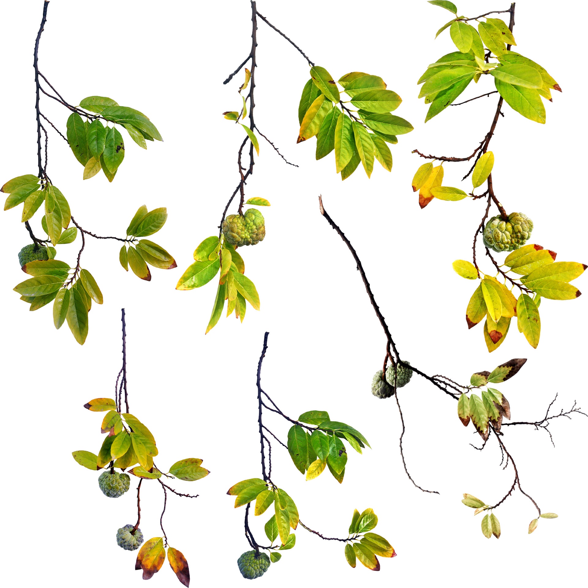 sugar apple branches fruit free photo