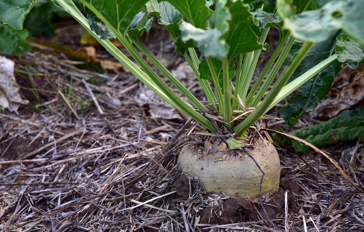 sugar beet  turnip  agriculture free photo
