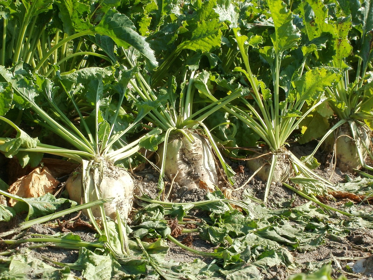 sugar beet harvest agriculture free photo