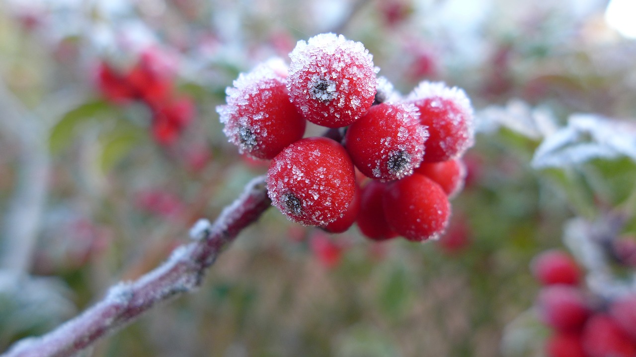 sugar berry ripe hoarfrost free photo