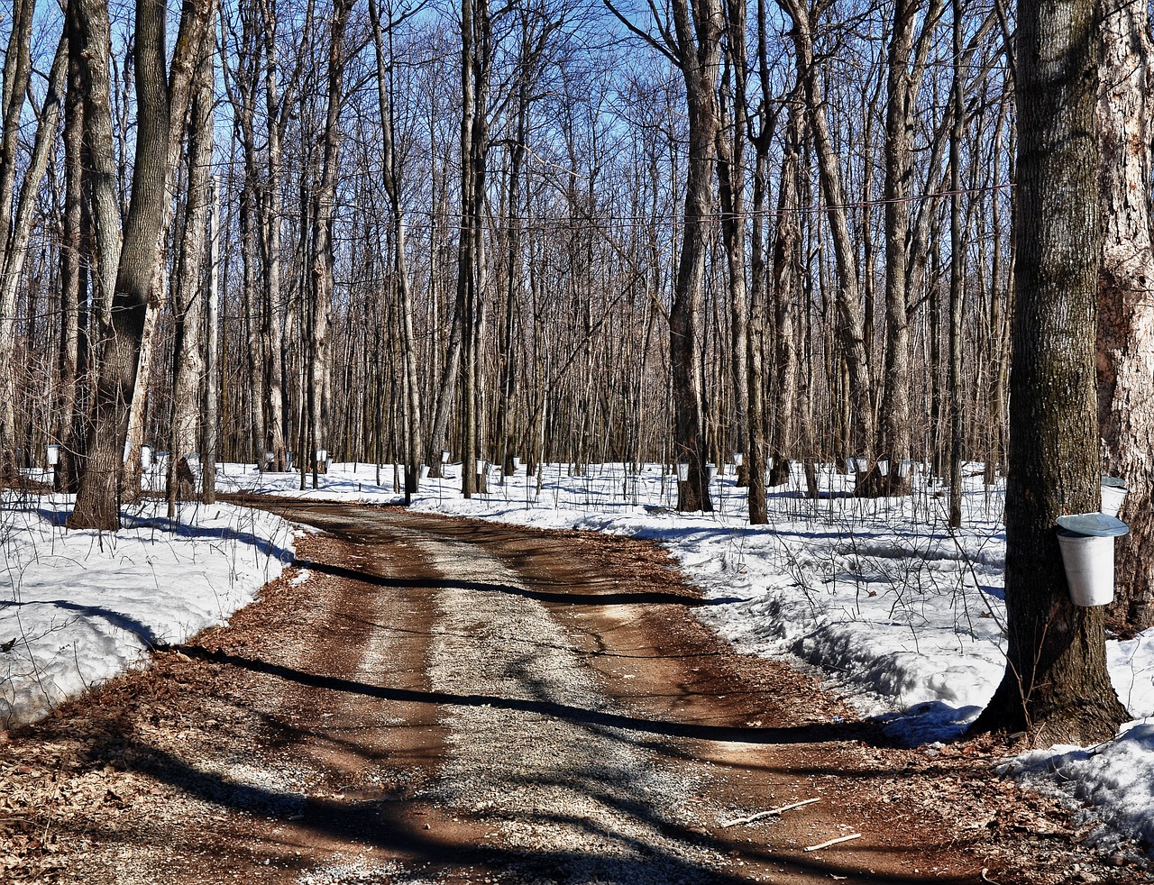 sugar bush maple sugar free photo