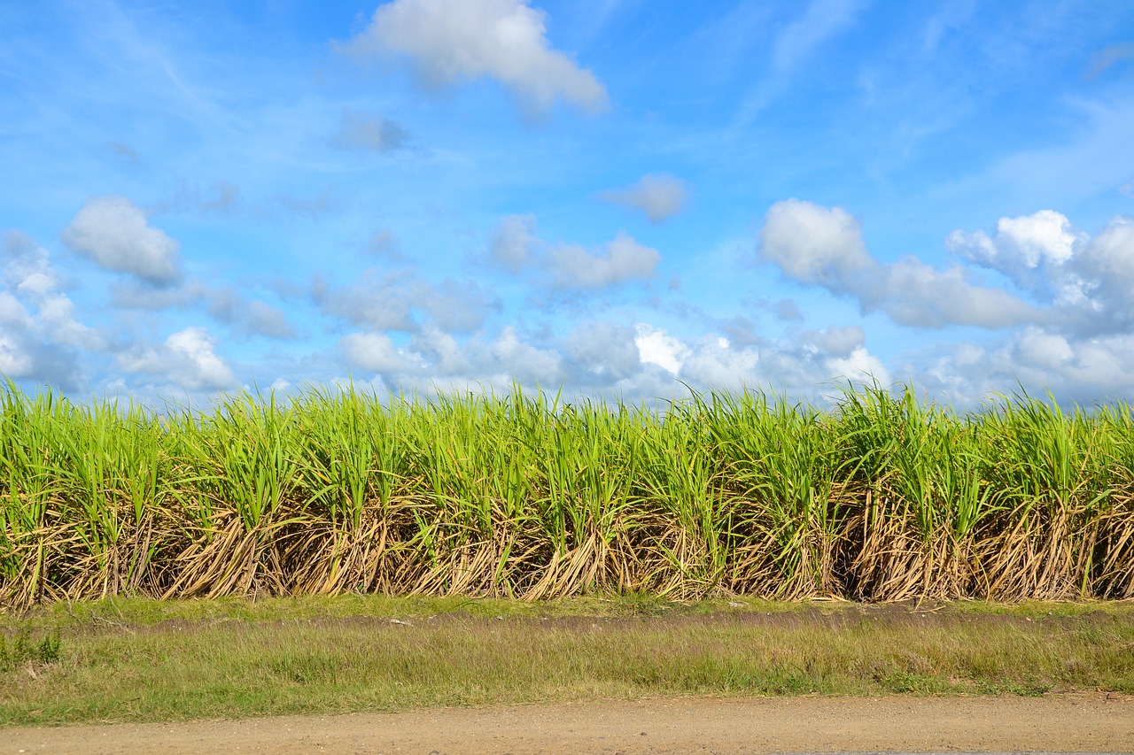 sugar cane field cultivation free photo