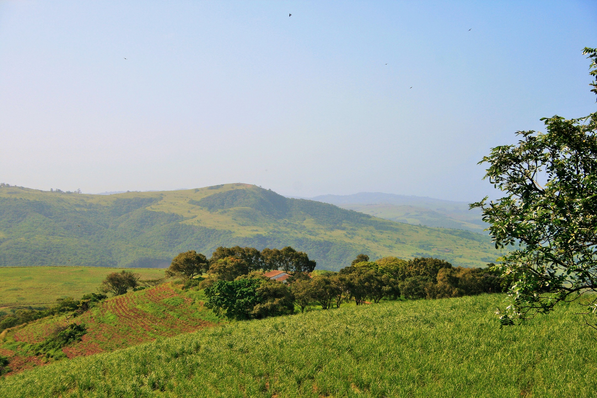 cane sugar fields free photo