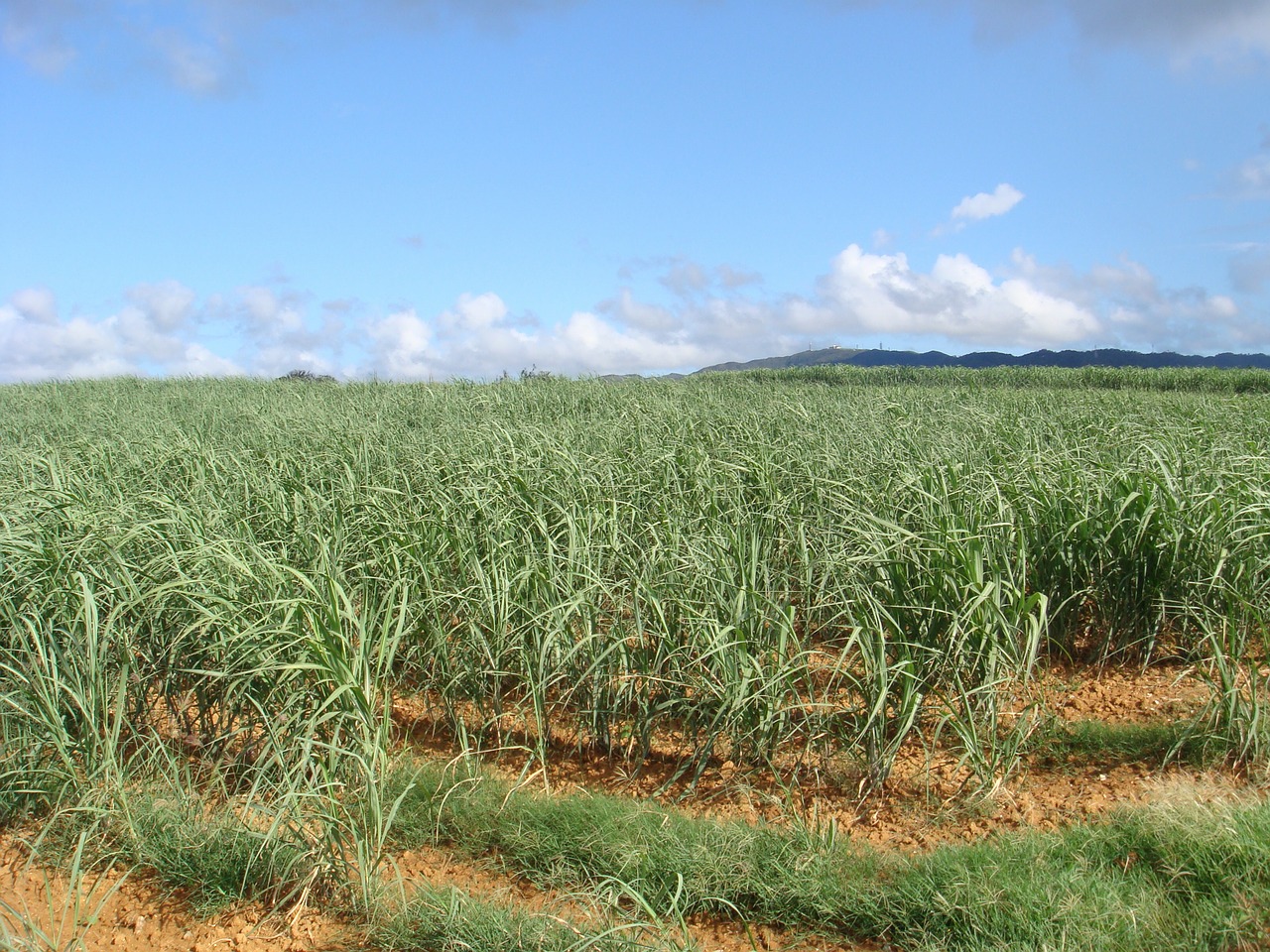 sugar cane fields okinawa summer free photo