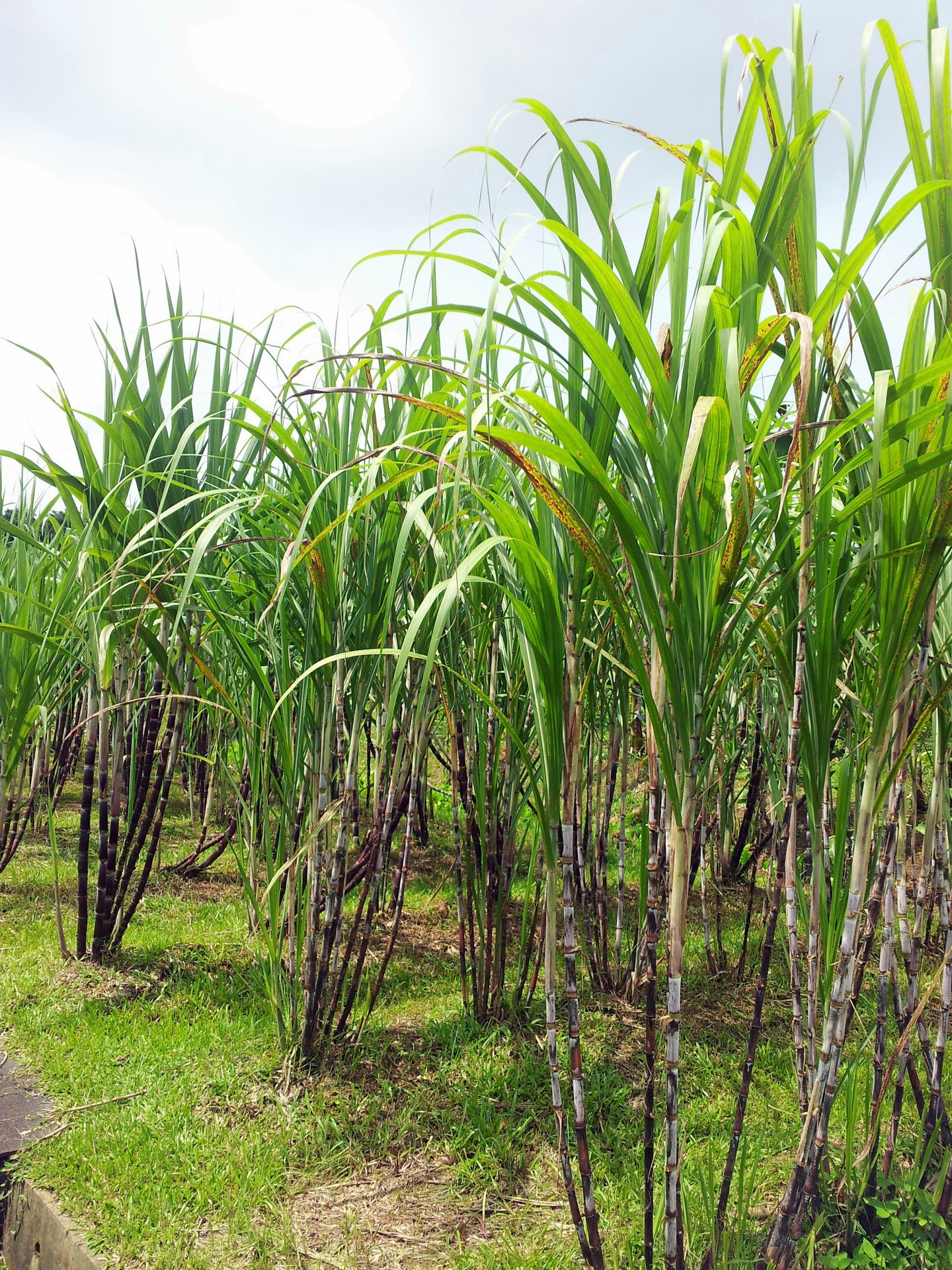 Sugar cane plant field sugar Cane Plant Field Free Image From Needpix