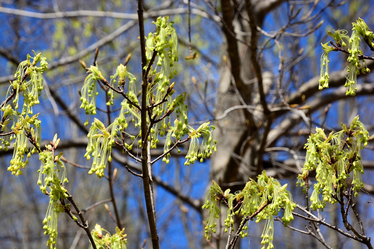 sugar maple tree  hanging flower buds  early free photo