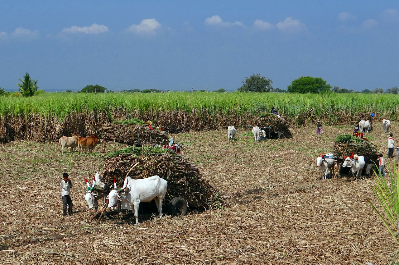 sugarcane field harvest free photo