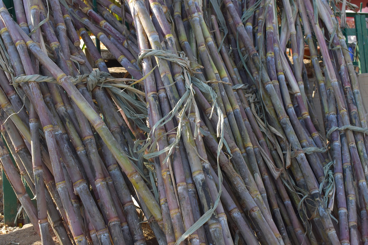 sugarcane sticks long plant free photo