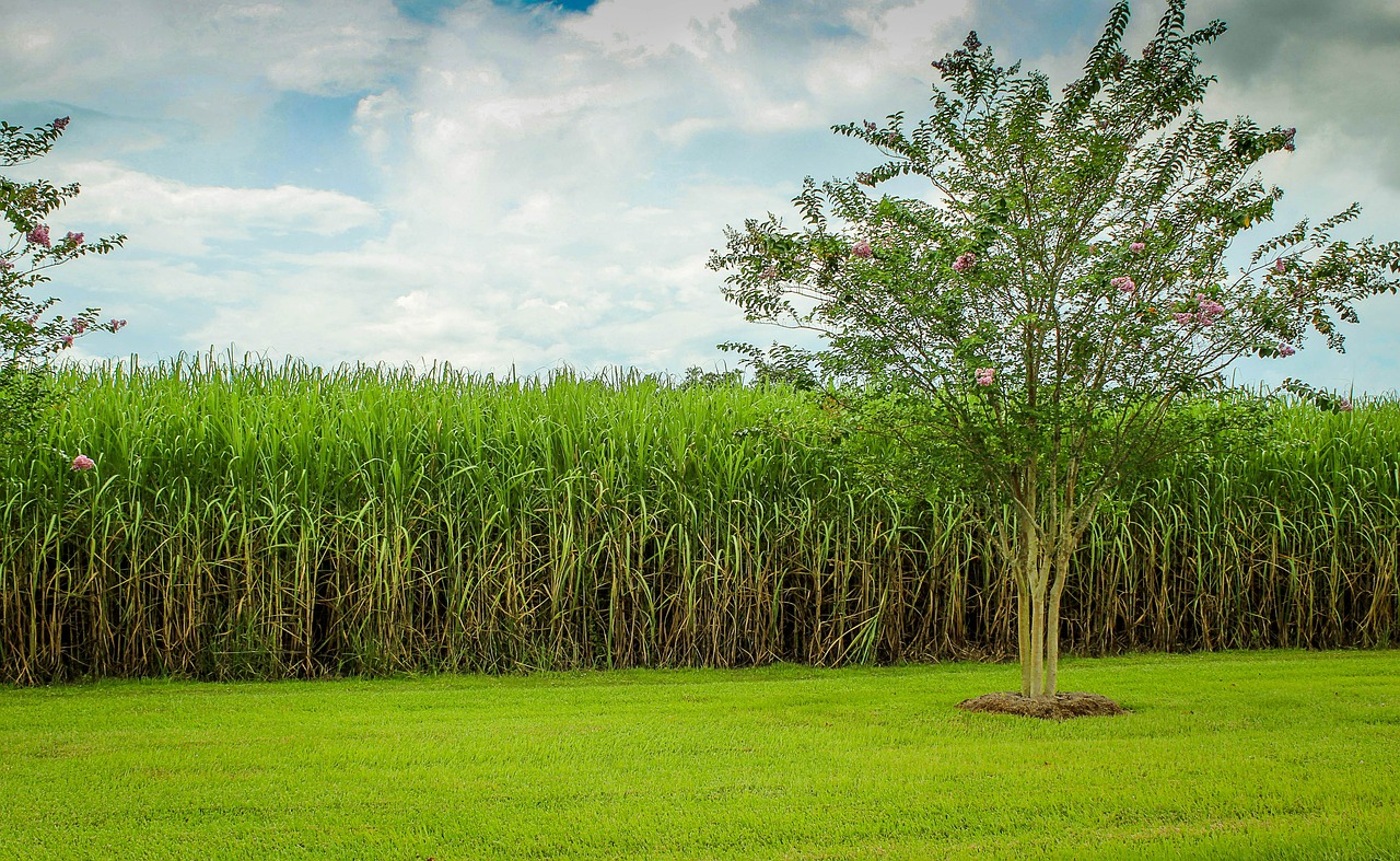 sugarcane cane field raw sugar free photo