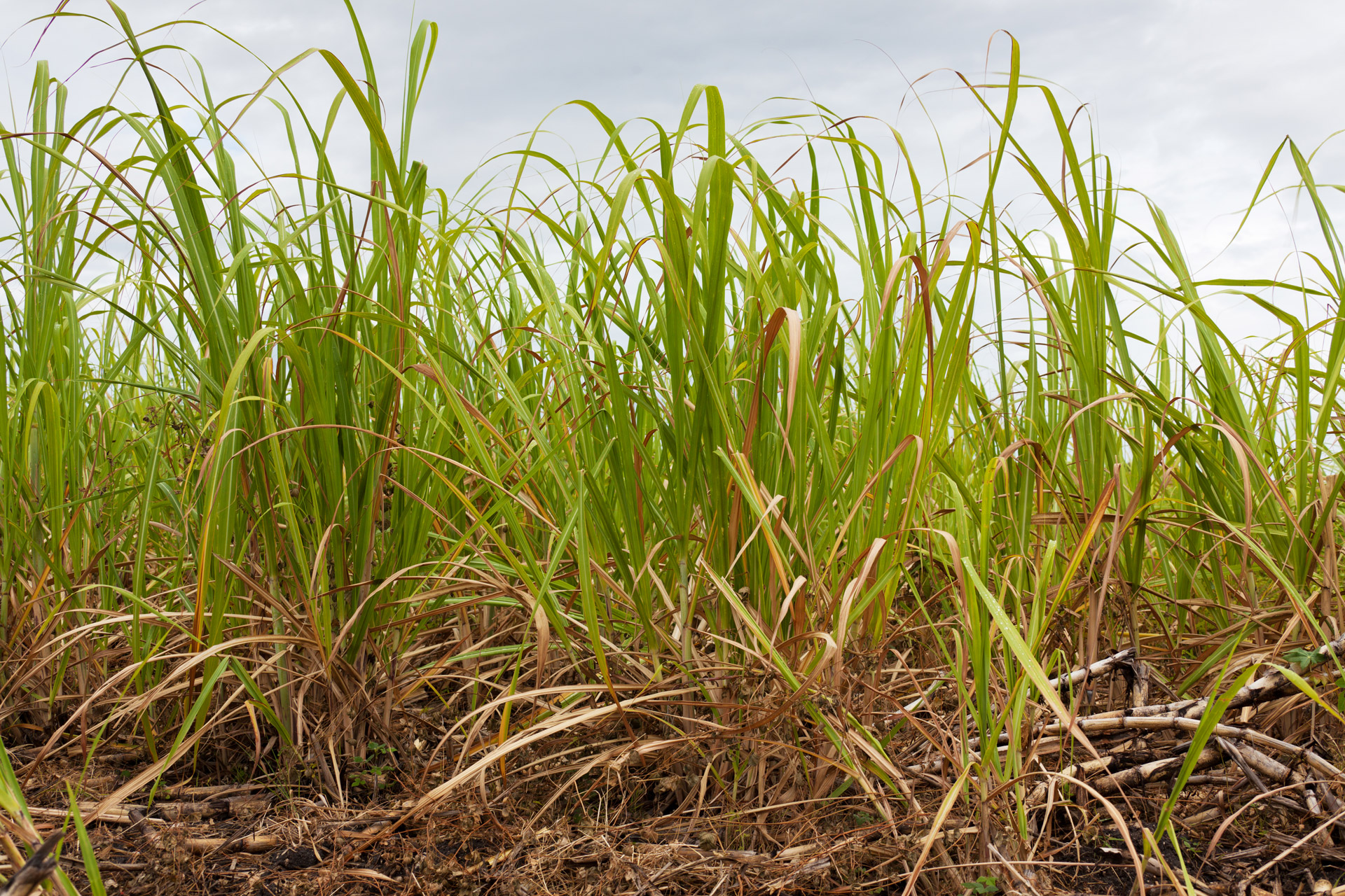 agriculture sugar cane crop free photo