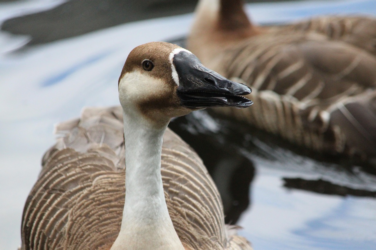 suhonos goose bird free photo