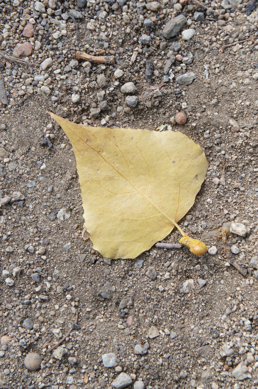 suit yellow sheet on the ground free photo