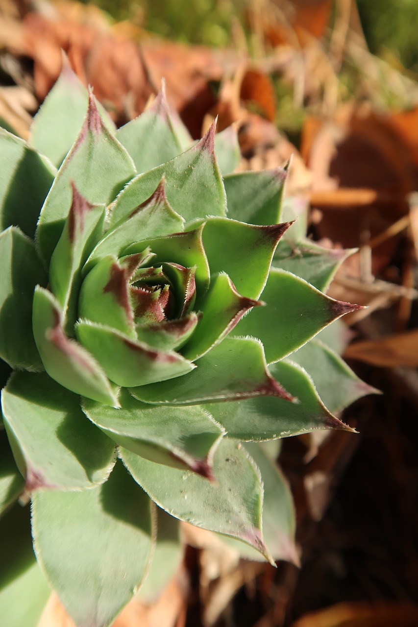 sukulent  plant  succulents free photo