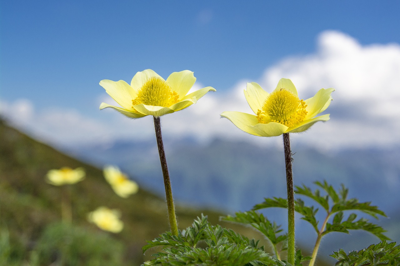 sulphur anemone  pulsatilla  blossom free photo