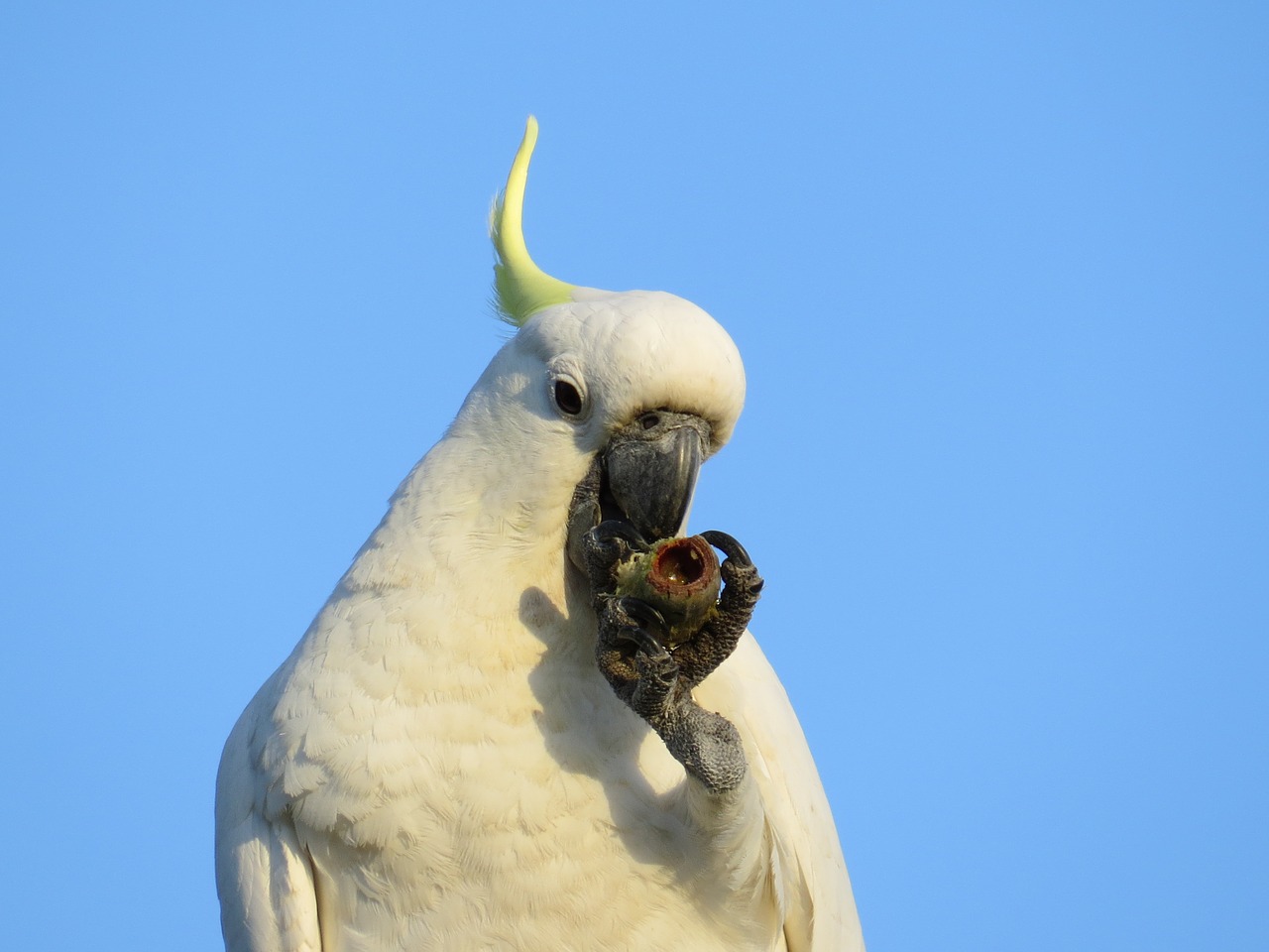 sulphur-crested cockatoos cacatua galerita fauna free photo