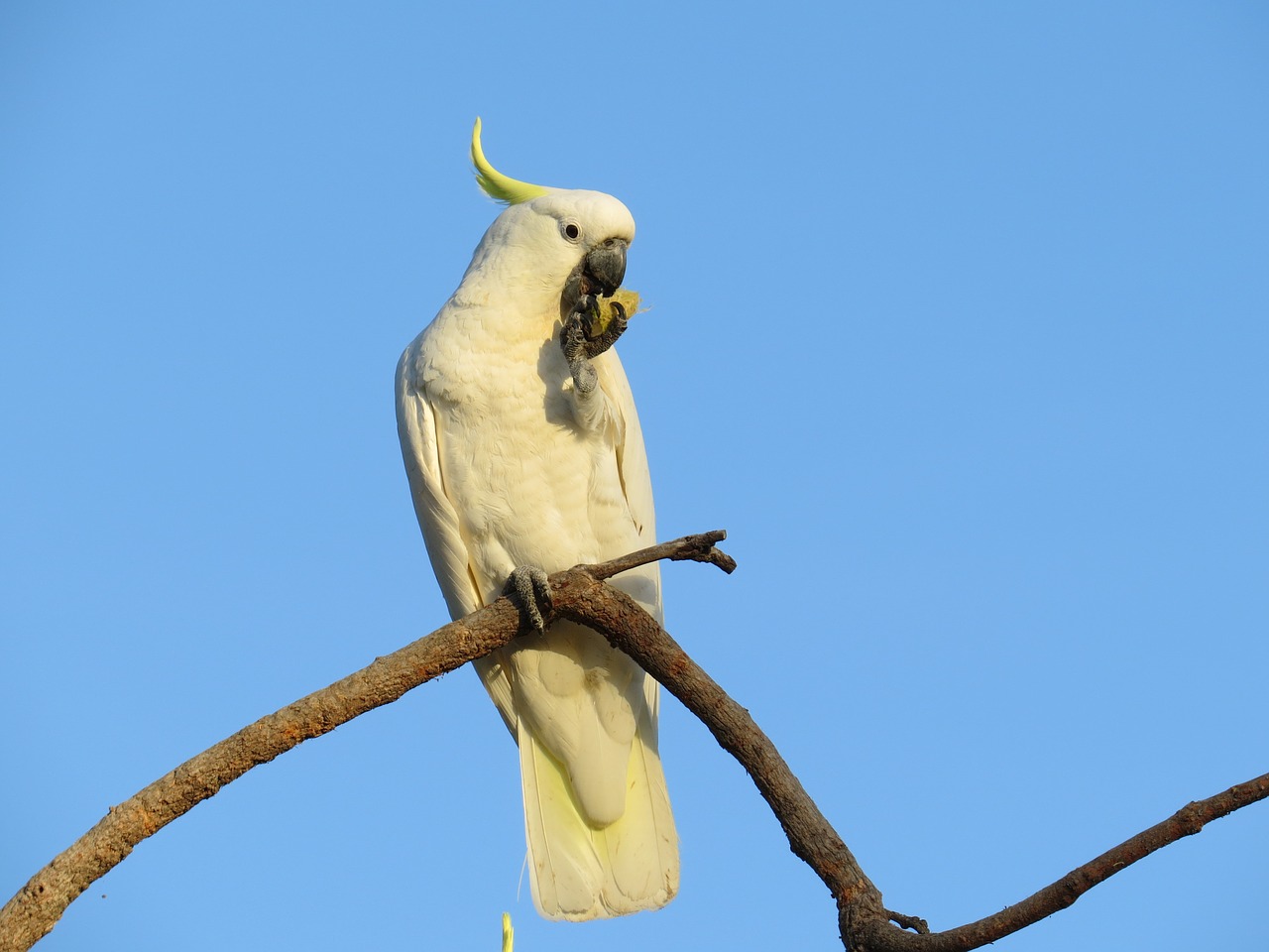 sulphur-crested cockatoos cacatua galerita fauna free photo