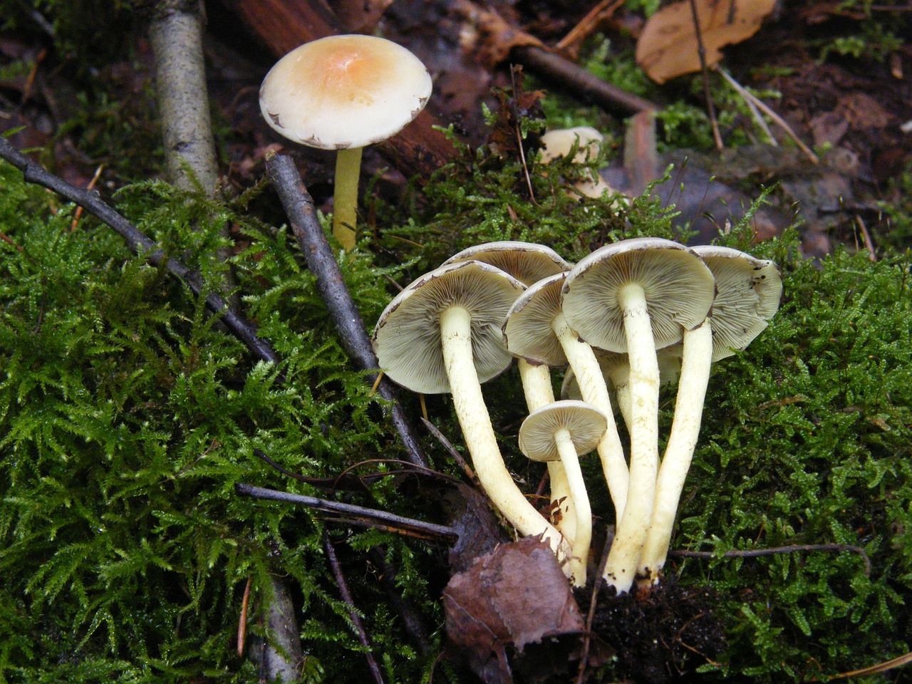 sulphur heads mushrooms forest free photo