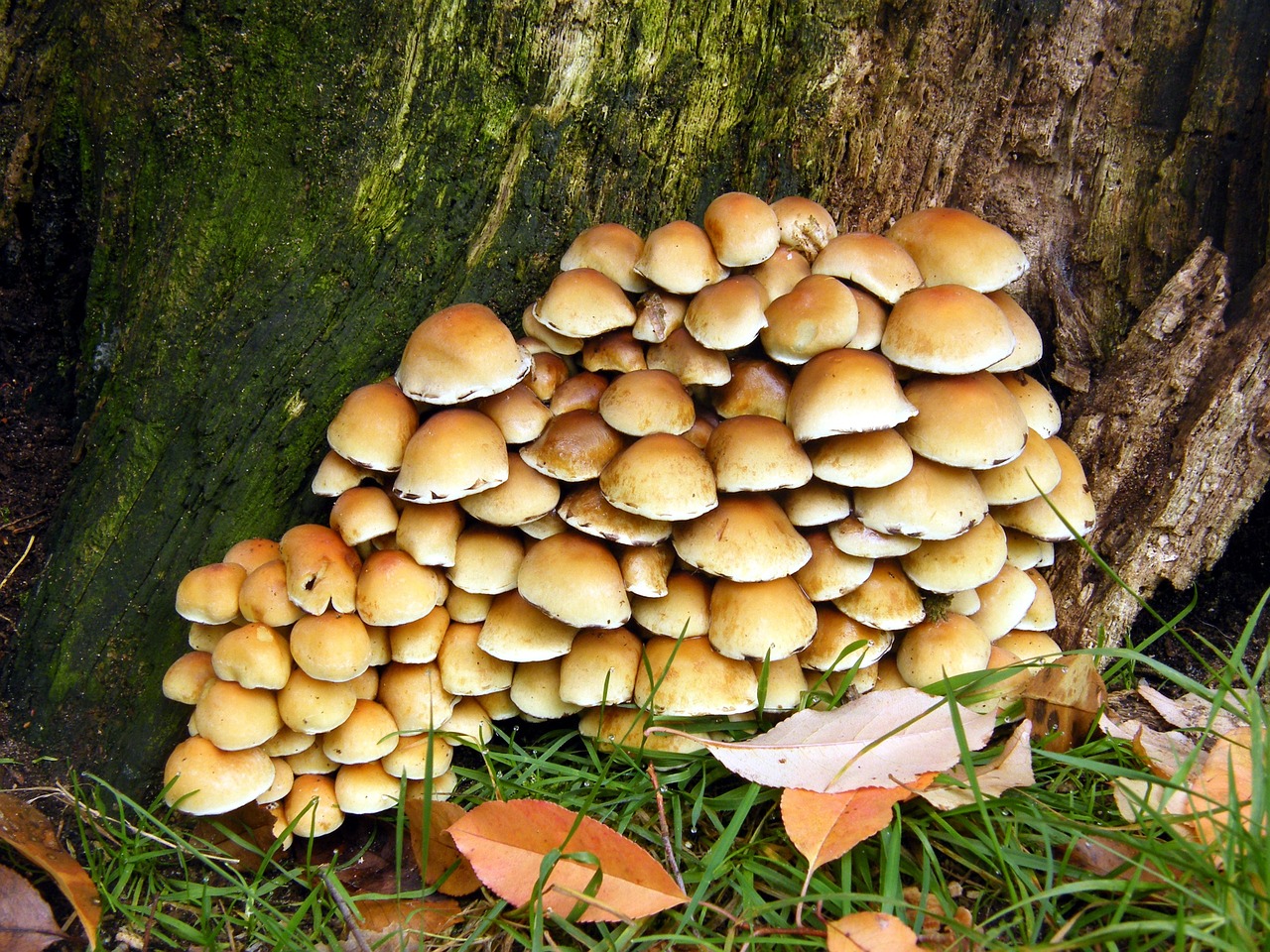sulphur heads mushrooms forest free photo