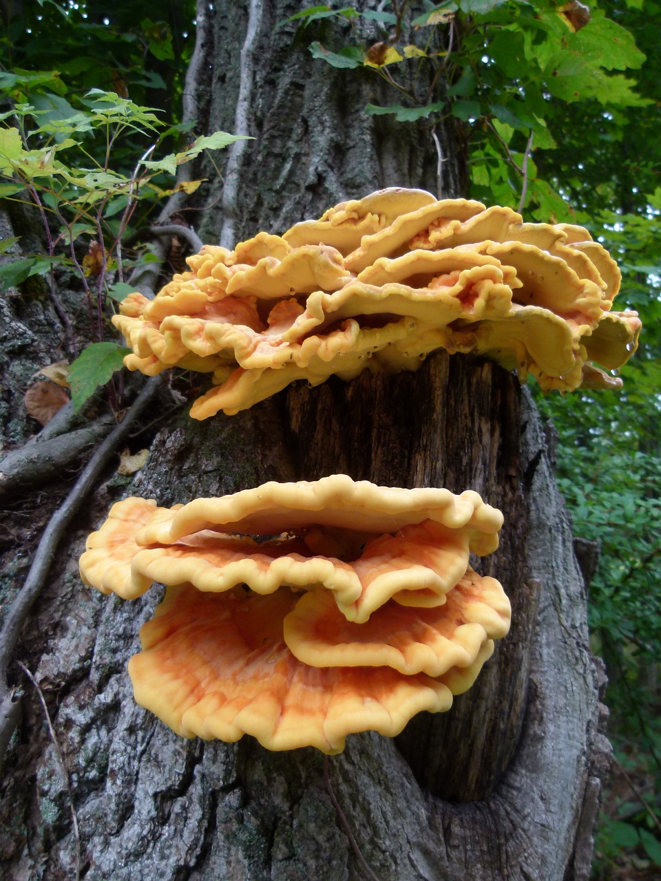 sulphur mushroom sulphur shelf mushroom sulphur free photo