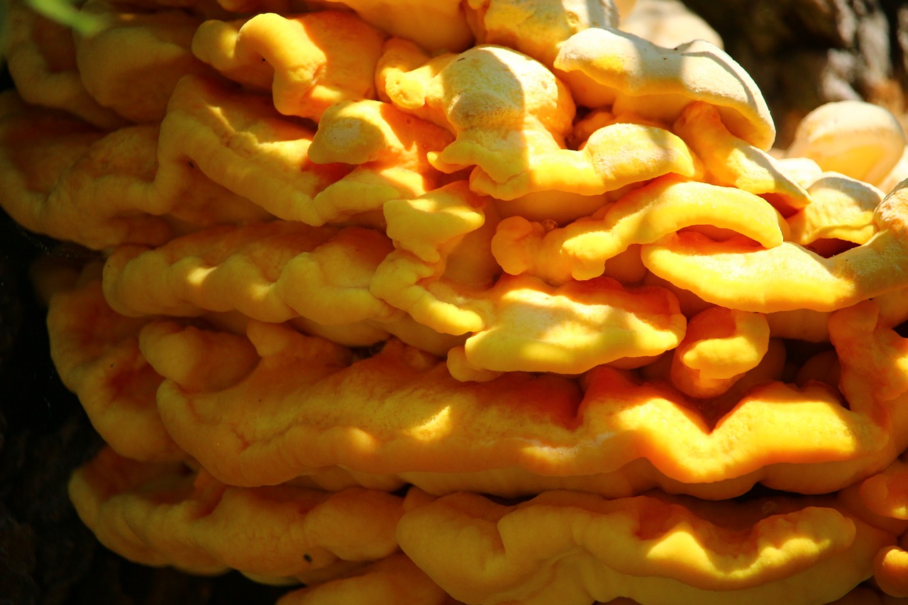 sulphur ovinus  mushroom  yellow free photo