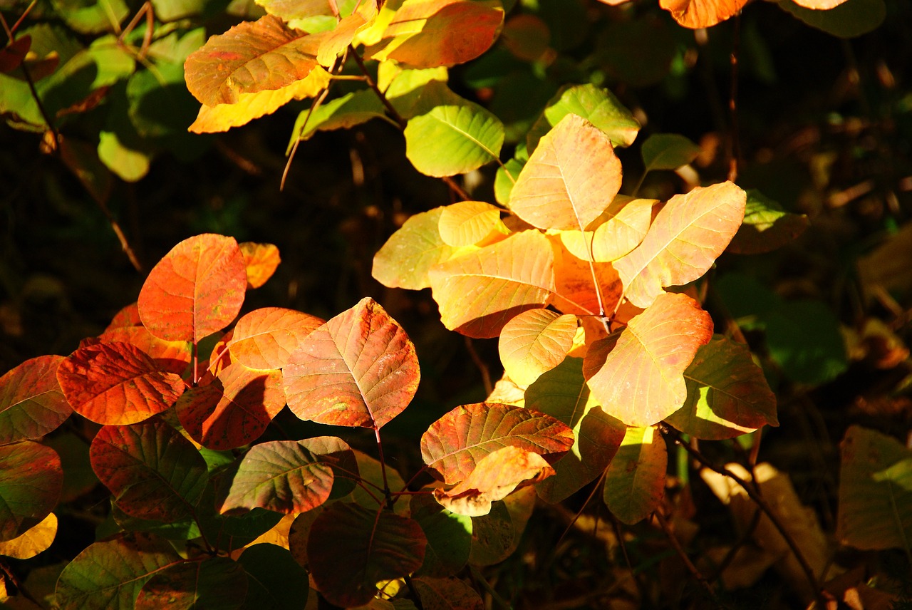 sumac leaves autumn free photo