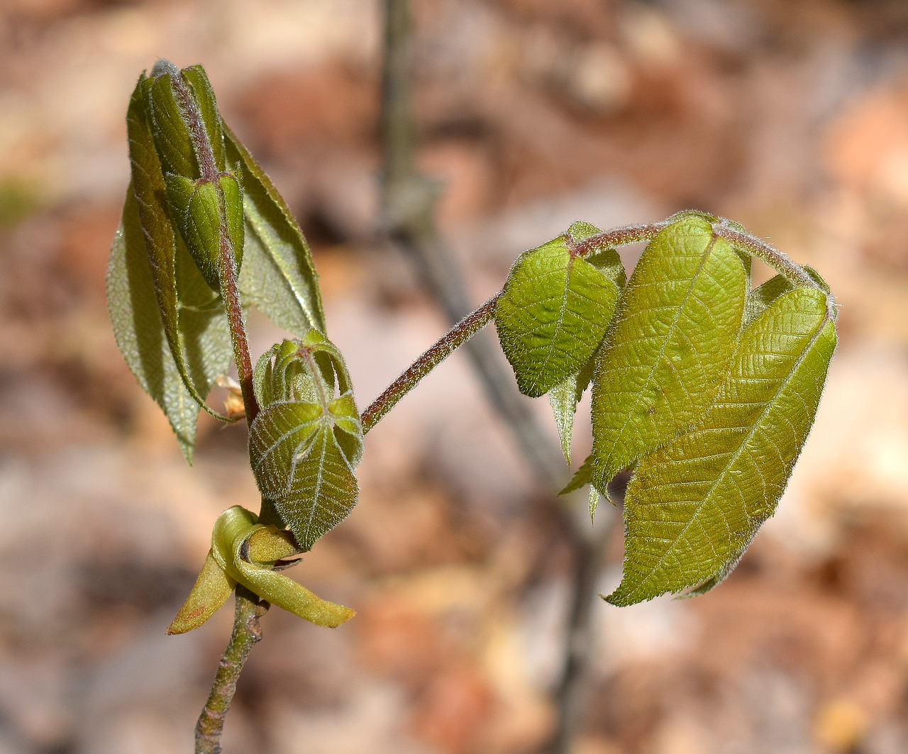 sumac tree new leaves free photo