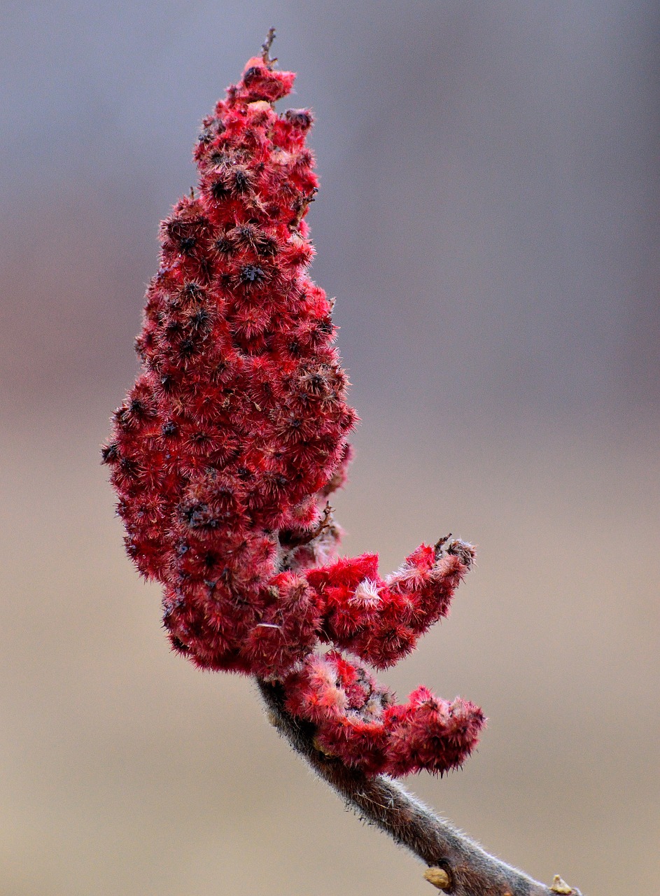 sumac plant nature free photo