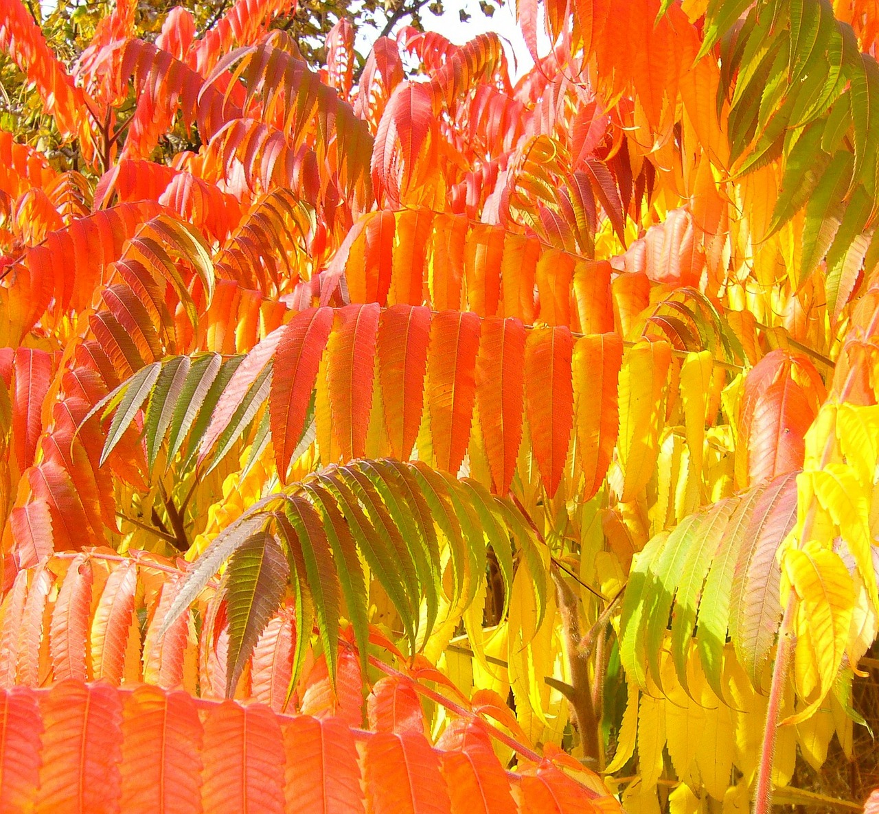 sumac autumn fall free photo