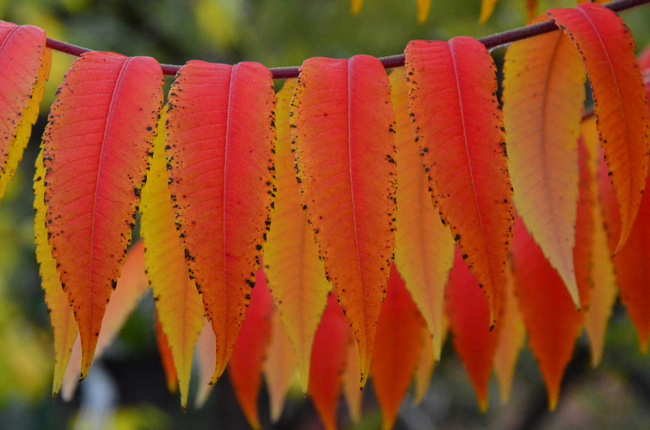 sumac octowiec  autumn  colors free photo