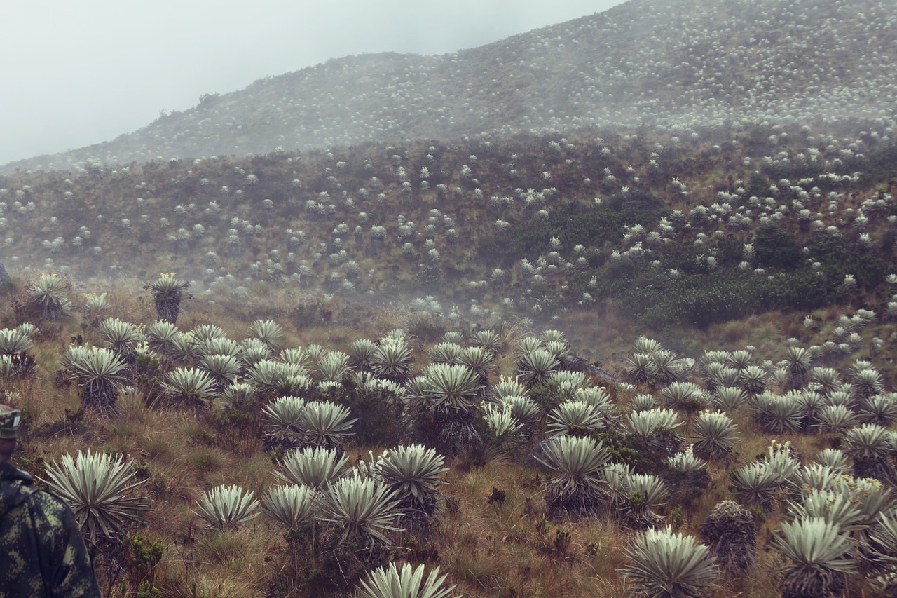 sumapaz nature frailejon free photo