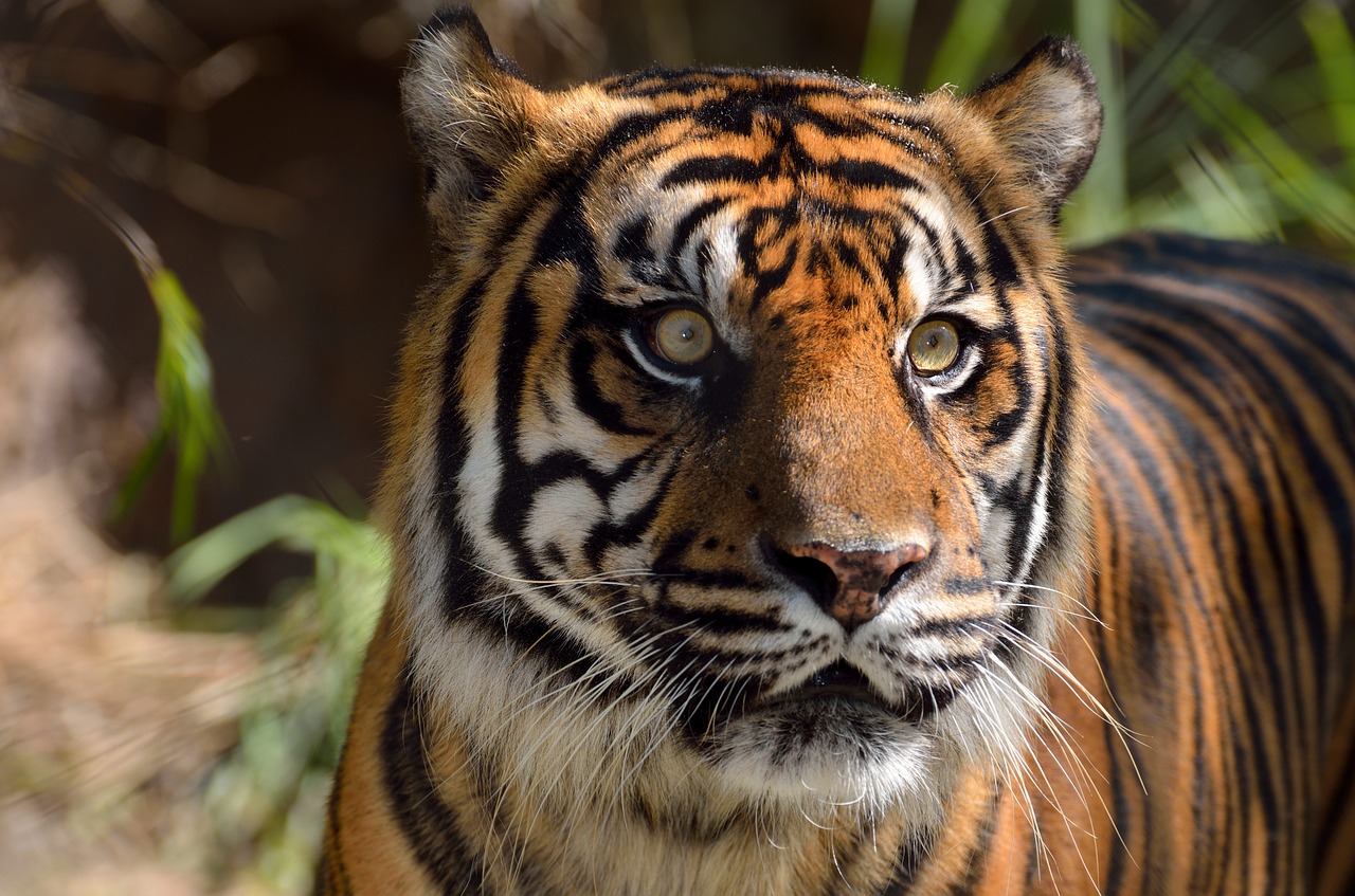 sumatran tiger wildlife cat free photo