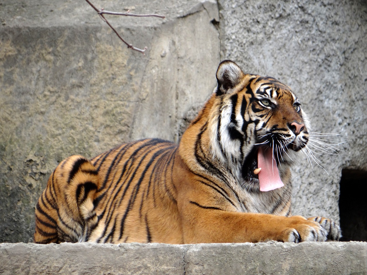 sumatran tiger nature predator free photo