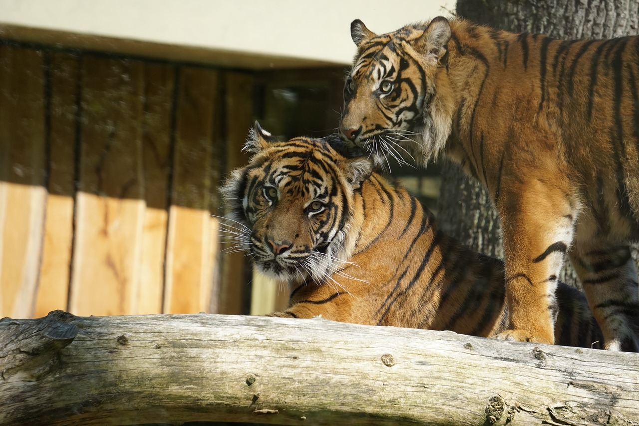 sumatran tiger  big cat  tiger free photo