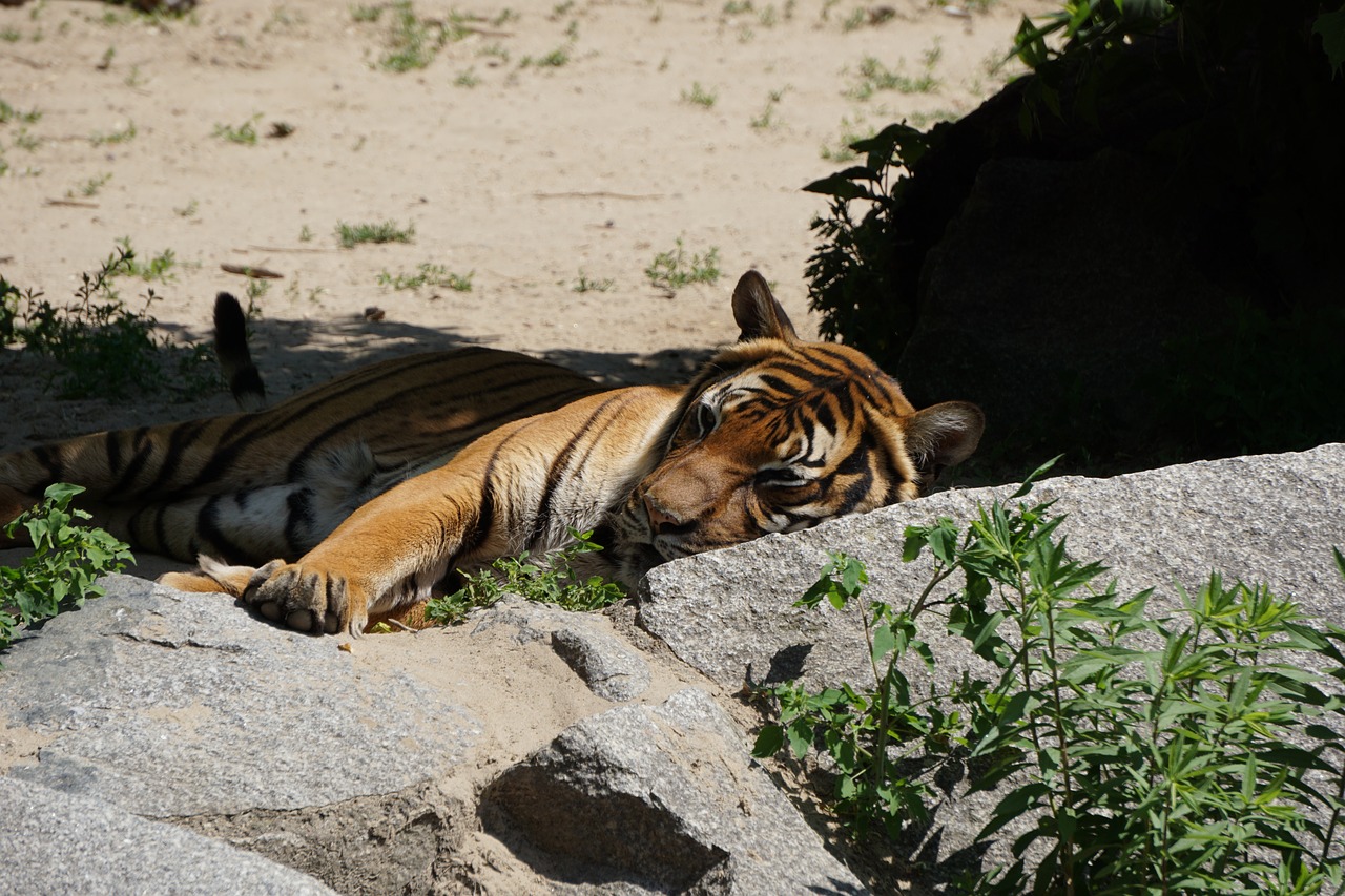 sumatran tiger  tiger  predator free photo